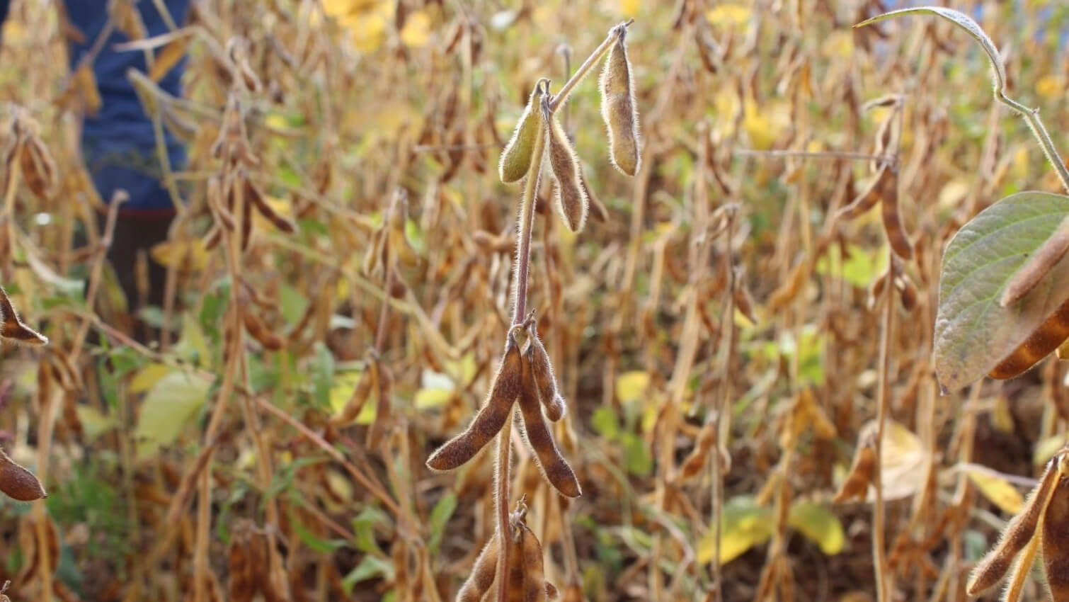 Champ de soja coopÃ©rative COCEBI en Bourgogne - lait vÃ©gÃ©tal bio soja